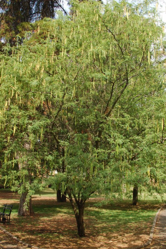 Mi sembra un''acacia ... No, Prosopis glandulosa (Fabaceae)